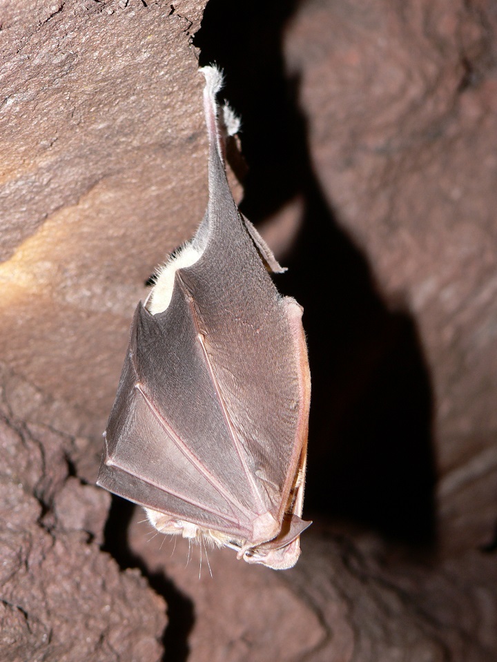 Suivi des colonies d'hibernation des chauves-souris
